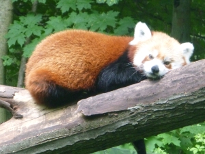 red panda, binder park zoo