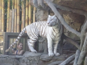 white tiger, busch gardens